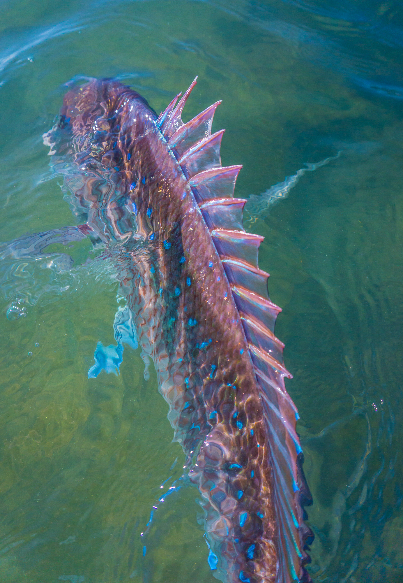 Pink Snipefish Teach a man (or daughter) to fish… – A Joyful Wander