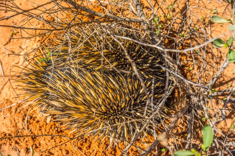 Roadside distractions.jpg