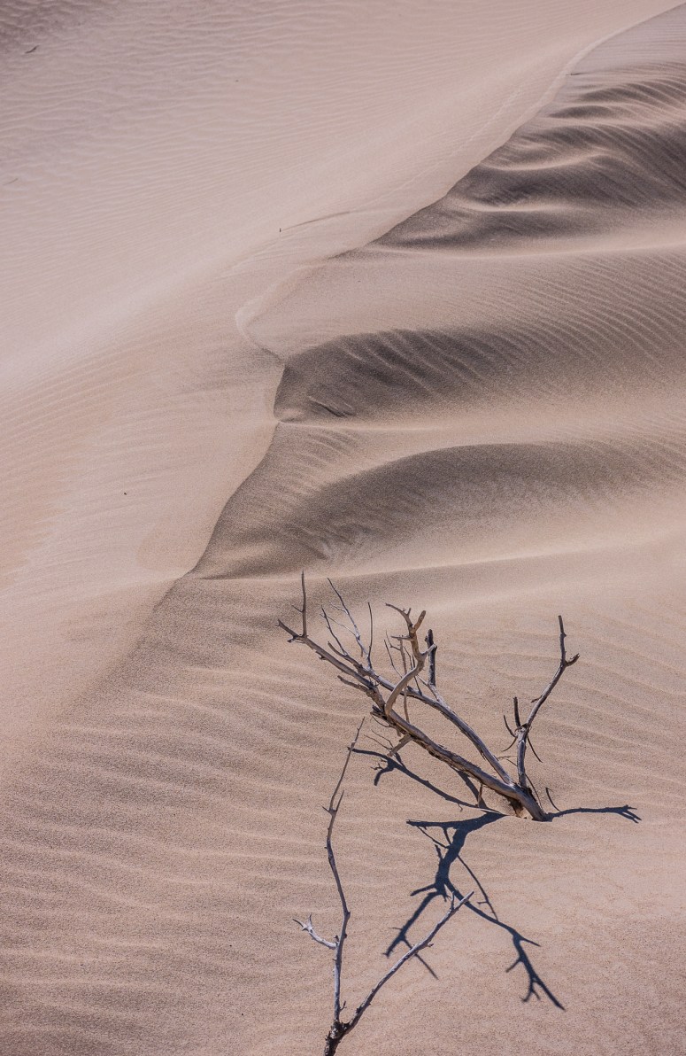 Sanddunedetails