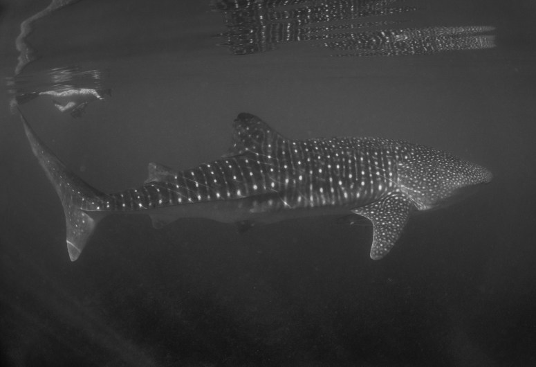 WA11photo credit Dave Randle