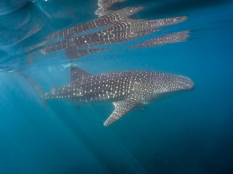 WA11photo credit Dave Randle(1)